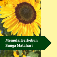 Memulai Berkebun Bunga Matahari