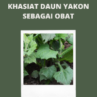 Khasiat Daun Yakon Sebagai Obat