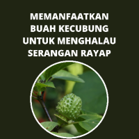 Memanfaatkan Buah Kecubung untuk Menghalau Serangan Rayap