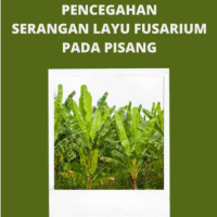 Pencegahan Serangan Layu Fusarium Pada Pisang