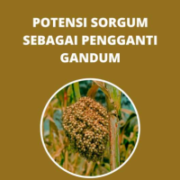 Potensi Sorgum sebagai Pengganti Gandum