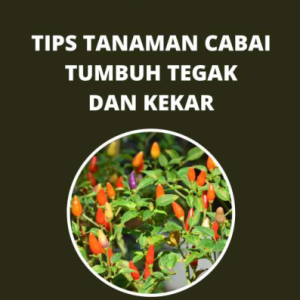 Tips Tanaman Cabai Tumbuh Tegak dan Kekar
