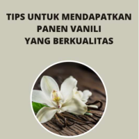 Tips untuk Mendapatkan Panen Vanili yang Berkualitas