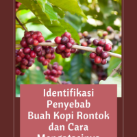 Identifikasi Penyebab Buah Kopi Rontok dan Cara Mengatasinya