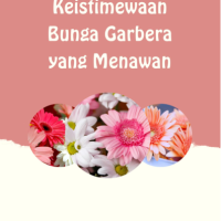 Keistimewaan Bunga Garbera yang Menawan