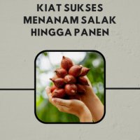 Kiat Sukses Menanam Salak Hingga Panen