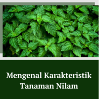 Mengenal Karakteristik Tanaman Nilam